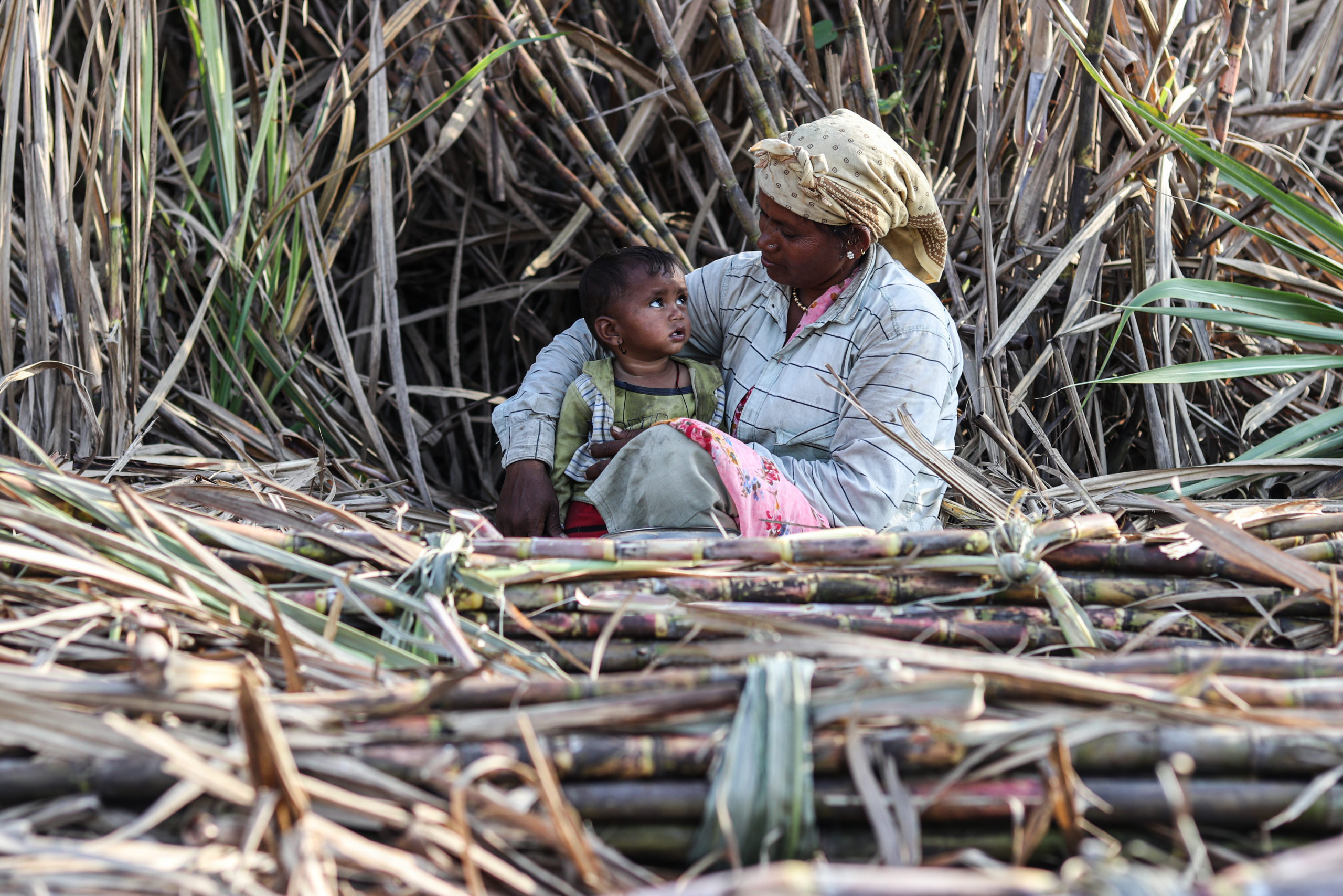 india-becomes-top-sugar-producer-as-sugarcane-workers-fall-into-debt