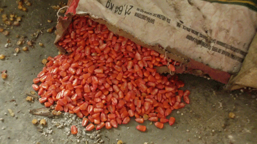 Chemically treated Monsanto/DeKalb corn seeds in Haiti. Photo courtesy of Haiti Grassroots Watch