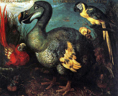 The extinct dod bird. Painting by George Edwards