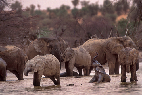 Elephants at Lake Banzena. Photo by Carlton Ward Jr