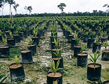 Palm oil plantation in Colombia