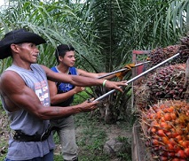 Palm oil harvest near Tocoa, Honduras