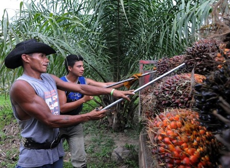 Palm oil harvest near Tocoa, Honduras. Photo: Orlando Sierra