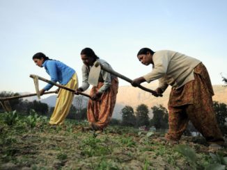 Women farmers at work in their vegetable plots near Kullu town, Himachal Pradesh, India. Photo by Neil Palmer (CIAT).