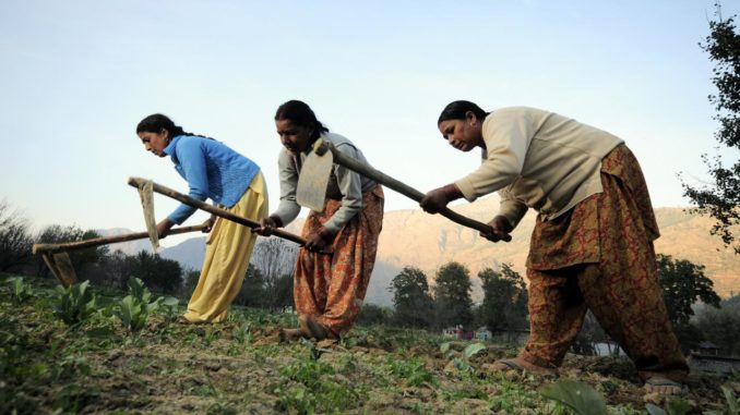 Women farmers at work in their vegetable plots near the town of Kullu, Himachal Pradesh, India. Credit: Neil Palmer (CIAT).