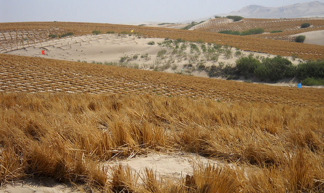 Desertification, the silent, invisible crisis, threatens one-third of global land area. This photo taken in 2013 records efforts to green portions of the Kubuqi Desert, the seventh largest in China. Credit: Manipadma Jena/IPS