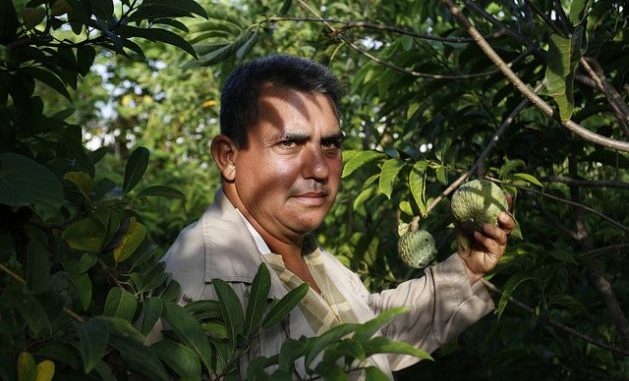 Onay Martínez holds a sugar-apple on his farm, Tierra Brava, in western Cuba, where he practices conservation agriculture and has turned this sustainable system that minimally disturbs the soil into a model in his country. Credit: Jorge Luis Baños/IPS