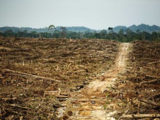 Destruction of rainforest to pave way for palm oil plantation in West Kalimantan, Borneo. Photo by David Gilbert/RAN