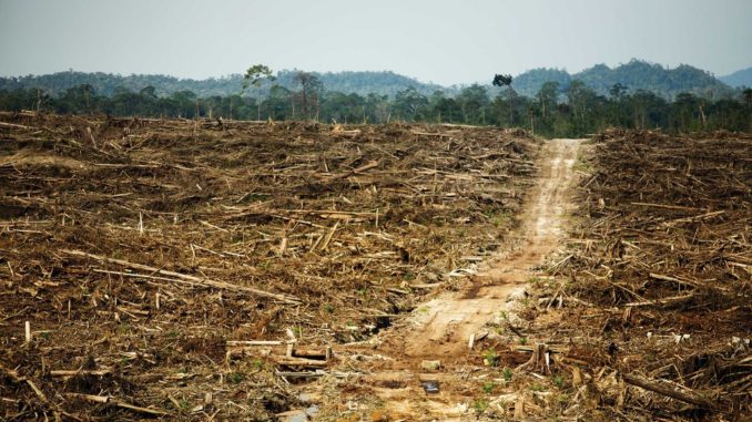 Destruction of rainforest in West Kalimantan, Borneo paves way for palm oil plantation. Photo by David Gilbert/RAN
