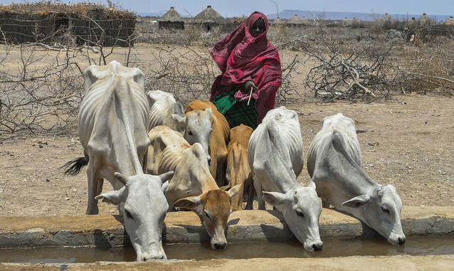 Consecutive climate shocks have resulted in back-to-back droughts, leaving scarce pasture for livestock and more than 8.5 million people in need of food assistance. Credit: FAO