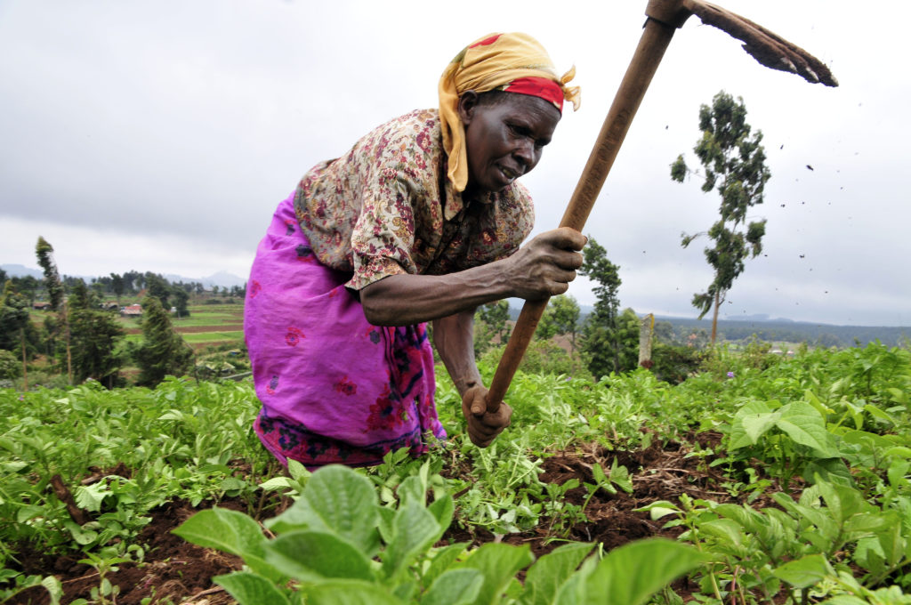 A farmer at work in the Mount Kenya region of Kenya. Credit: Neil Palmer (CIAT)