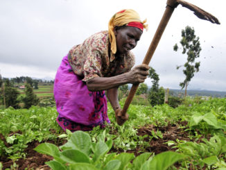 A farmer at work in the Mount Kenya region of Kenya. Credit: Neil Palmer (CIAT)