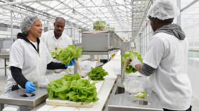 Constance Suggs-Wilson (L) a supervisor at Green City Growers Cooperative, Inc. packages heads of living lettuce with employees Brushawn Fletcher and Thomas Irving in the 15,000 square feet packinghouse located at the greenhouse on March 27, 2014 in Cleveland, Ohio.  Source: Duane Prokop/Getty Images North America)