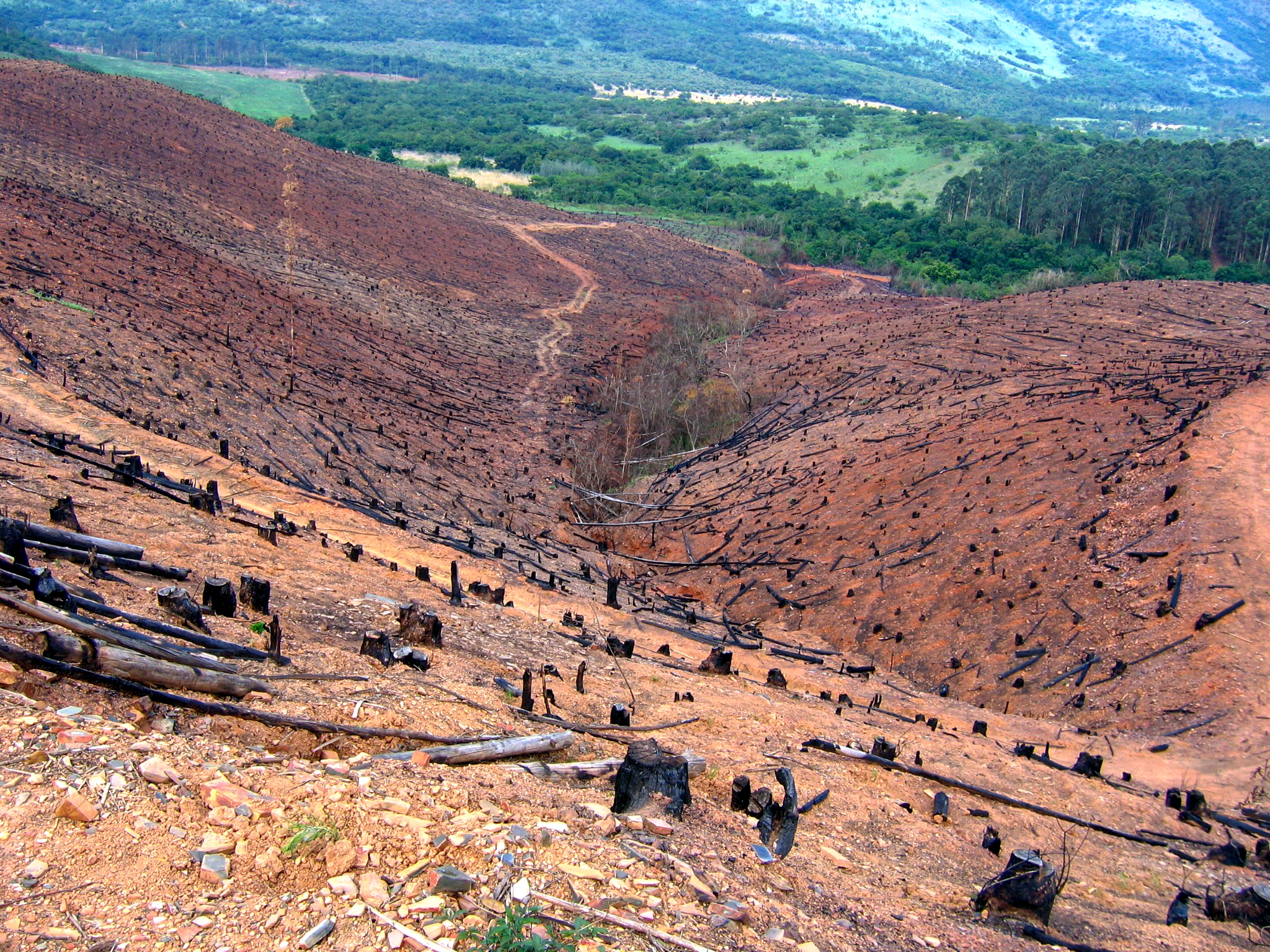лесная промышленность японии. лесная промышленность в индонезии. юар лесоводство. лесная промышленность в африке. лесная промышленность юар.