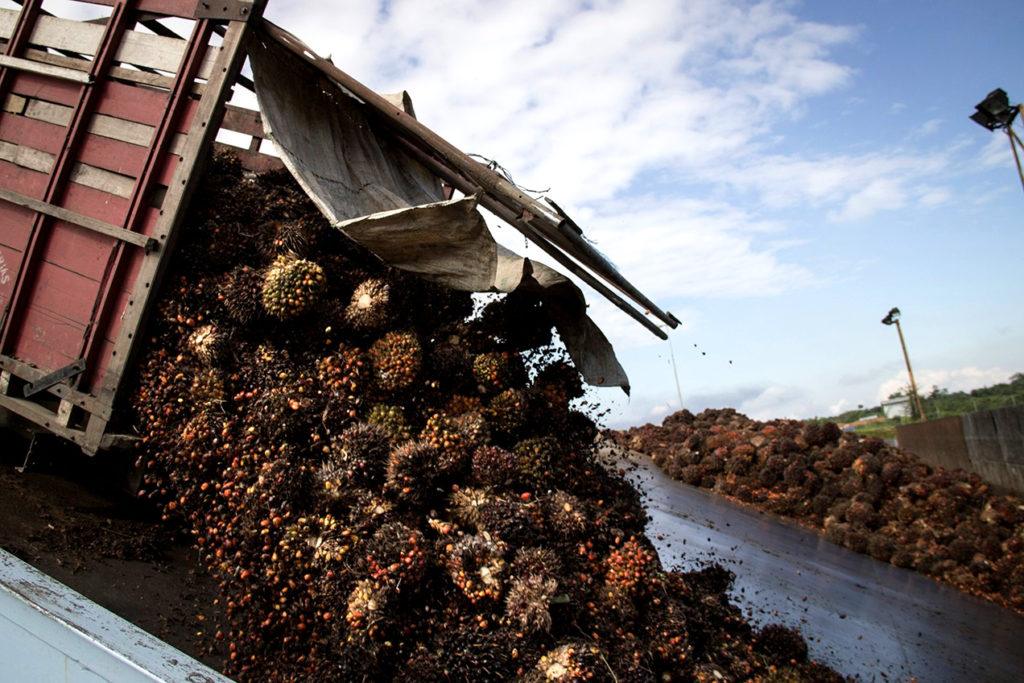 A truck unloads palm fruit for palm oil production in Guatemala. Photo credit: plazapublica.com.gt