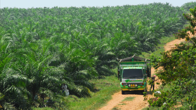 Workers load a truck in the middle of a palm oil plantation in Petén, northern Guatemala. Photo credit: Larry Luxner/The Tico Times