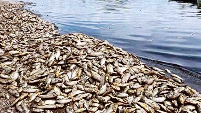 Dead fish on the Rio Pasion in 2015 as a result of Repsa's contamination of the river. Photo credit: El Periódico Guatemala