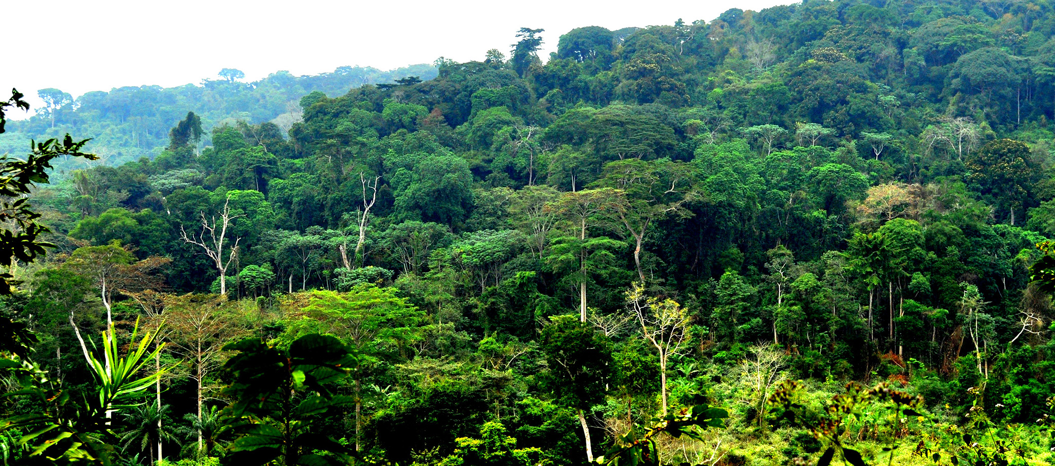 Logging Threatens World's Second Largest Rainforest in DR Congo