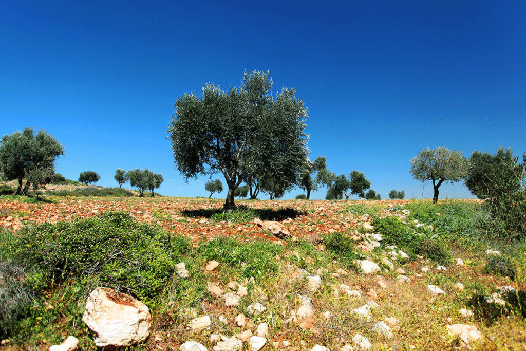 Palestine's iconic olive trees are key to the local economy. The olives from the 11 million trees across these lands support 100,000 families. LEILA MOLANA-ALLEN/AL JAZEERA