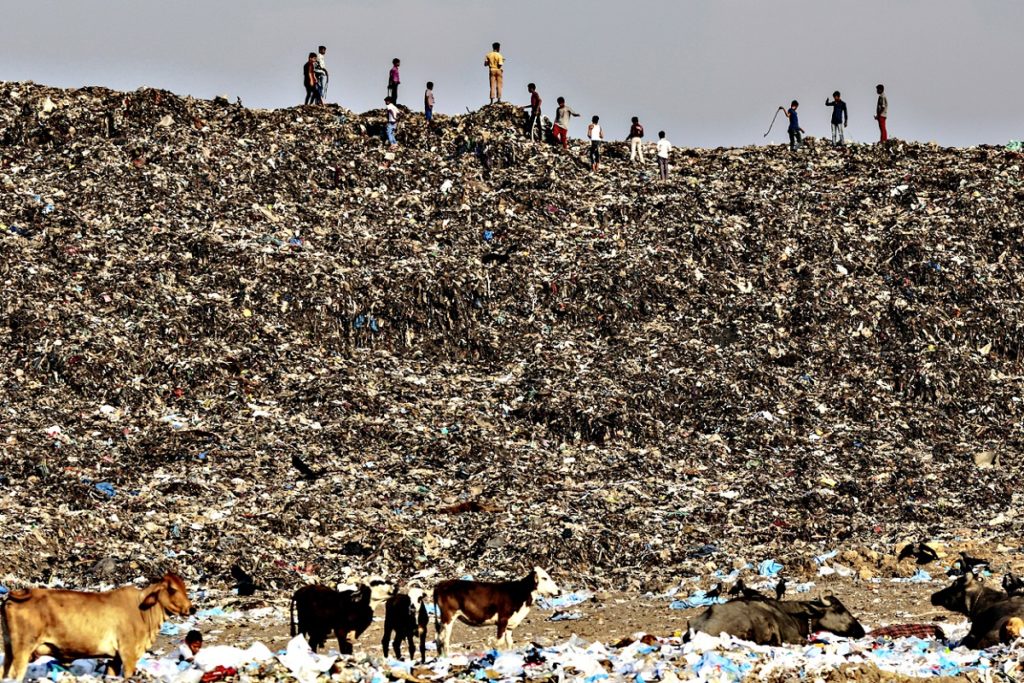 Cows graze through garbage at the Deonar landfill site in Mumbai, India. Credit: Dhiraj Singh/Bloomberg