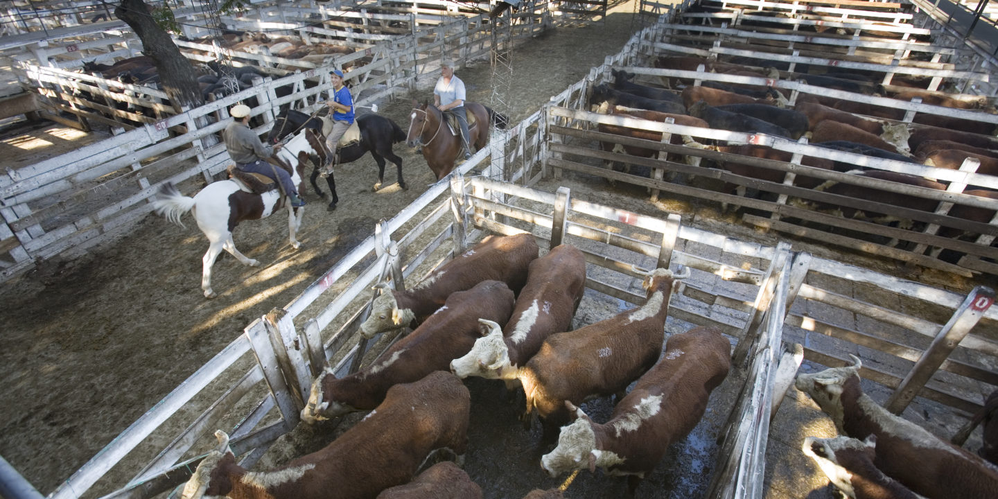 Argentina Reels From Soy And Beef Expansion - Toward Freedom