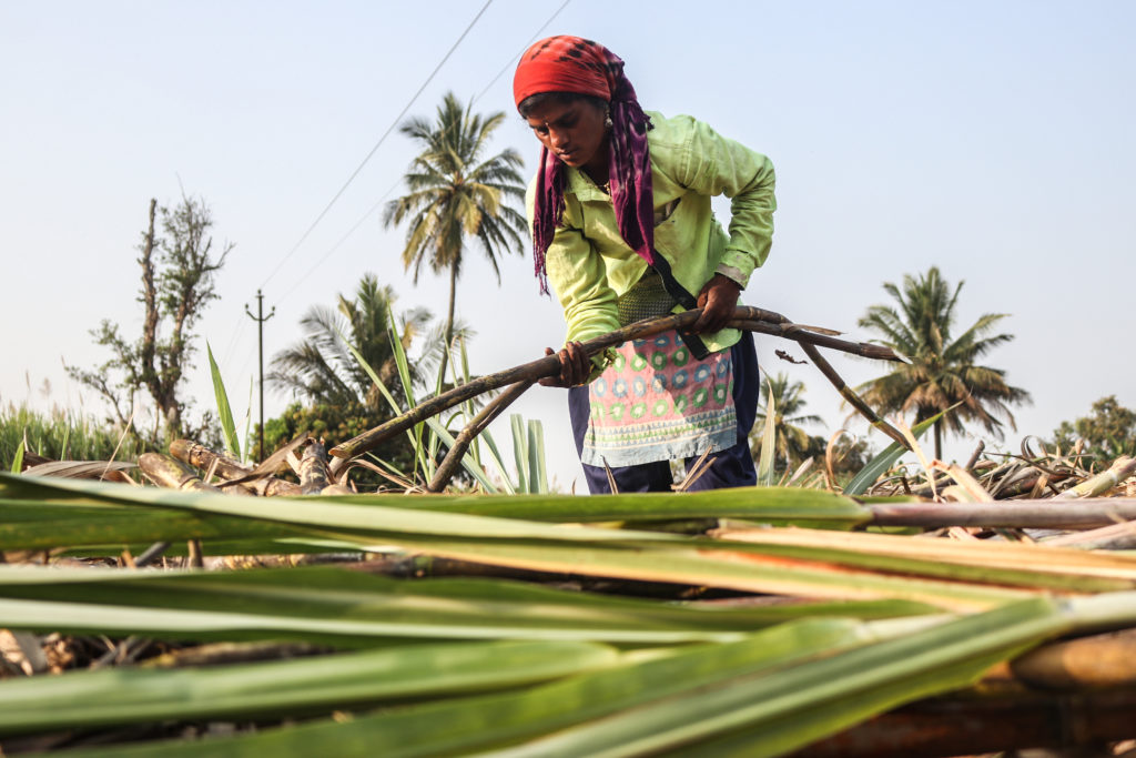 Sugarcane worker in India / credit: Sanket Jain