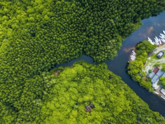 Mangrove forest in the Nusa Lembongan island in Indonesia / credit: Joel Vodell on Unsplash