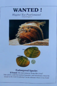 The endangered Higgins' Eye Pearlymussel was found in the Shell River near the Enbridge escarpment. The Minnesota Department of Natural Resources refused to send staff to the river to confirm their existence.
