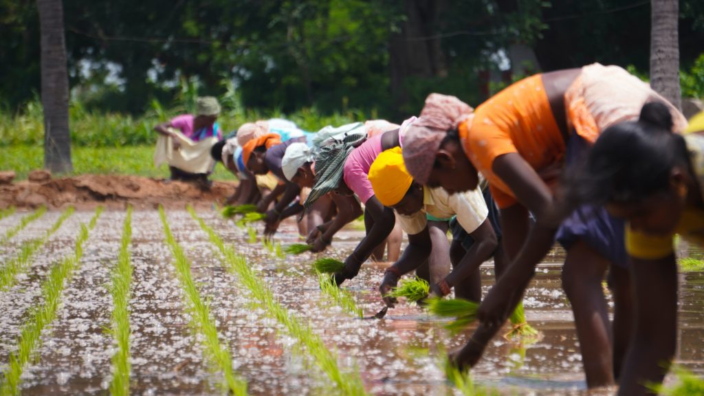 Women harvesting rice in Palacode in the Indian state of Tamil Nadu / credit: <a href="https://unsplash.com/@story_from_slowman?utm_source=unsplash&utm_medium=referral&utm_content=creditCopyText">Deepak kumar</a> on <a href="https://unsplash.com/s/photos/indian-farmer?utm_source=unsplash&utm_medium=referral&utm_content=creditCopyText">Unsplash</a>