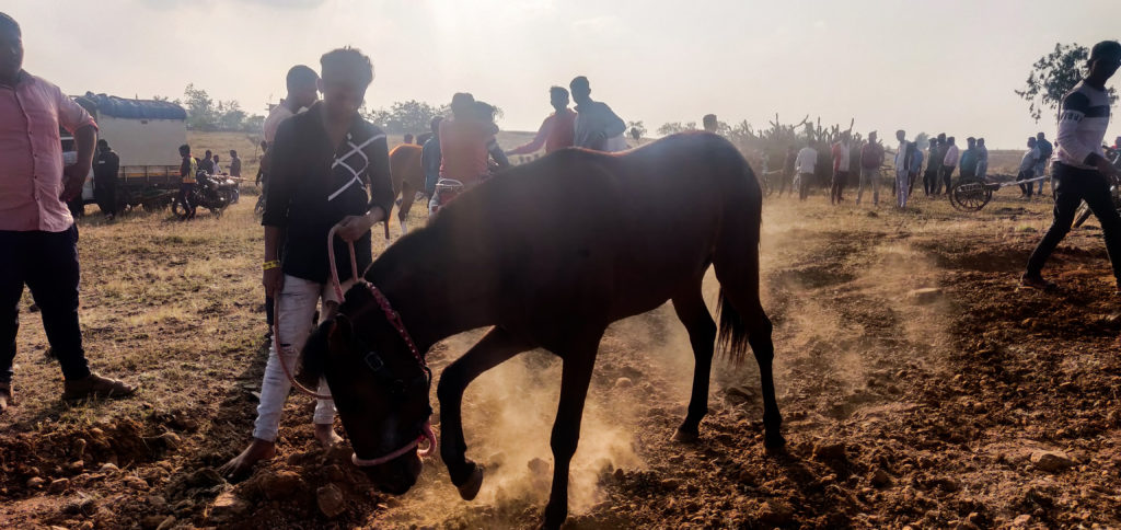 Horse and bullock cart races remain a major attraction during these fairs. Here, a horse is getting ready for the race / credit: Sanket Jain