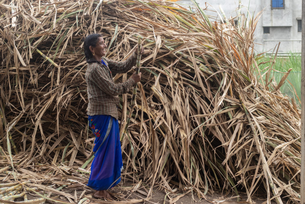 Ujjwala Mahatme, 40, separating the sugarcane from its leaves / credit: Sanket Jain