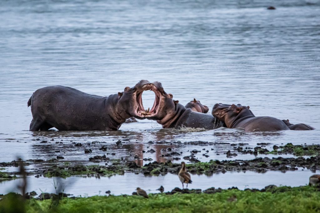 Hippos bullying each other in Zimbabwe / credit: <a href="https://unsplash.com/@bist31?utm_source=unsplash&utm_medium=referral&utm_content=creditCopyText">Birger Strahl</a> on <a href="https://unsplash.com/s/photos/zimbabwe-animals?utm_source=unsplash&utm_medium=referral&utm_content=creditCopyText">Unsplash</a>
