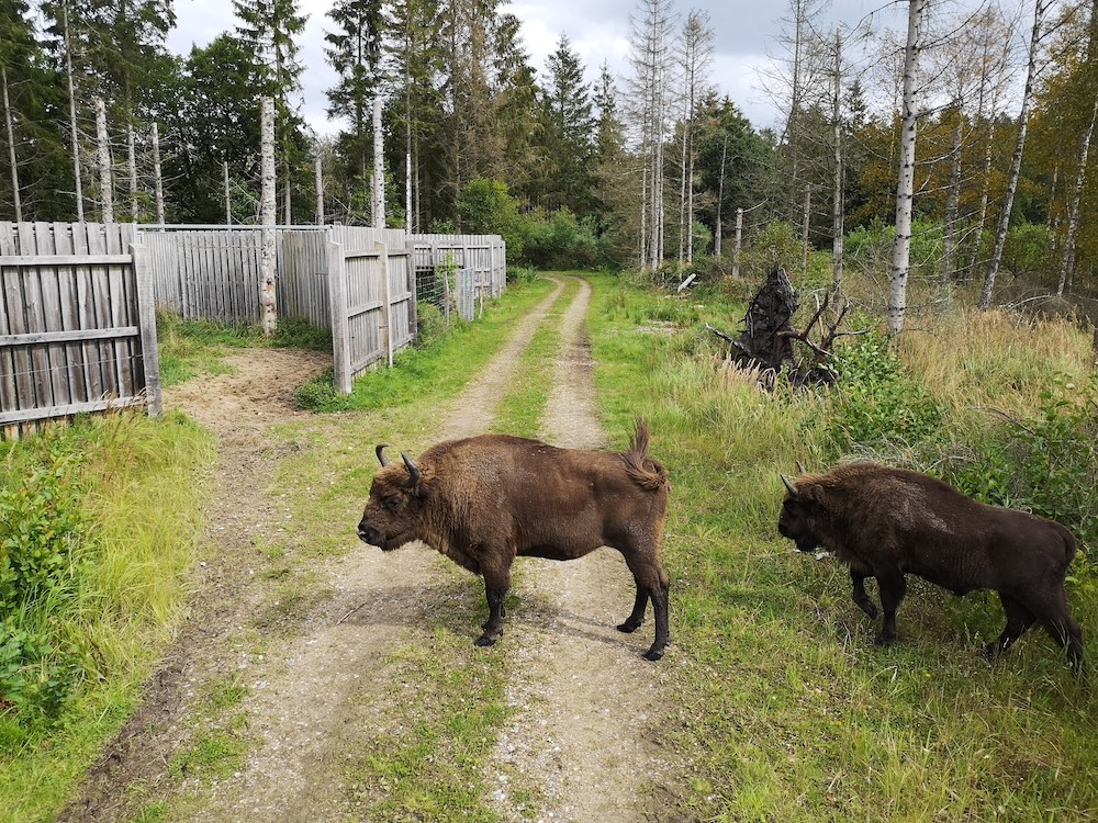 The European bison, whose population previously suffered from hunting and habitat destruction across Europe, is now making a comeback / credit: Jens-Christian Svenning