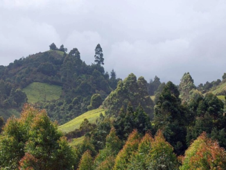 The hills of Murang'a County, Kenya / credit: COSV/CC
