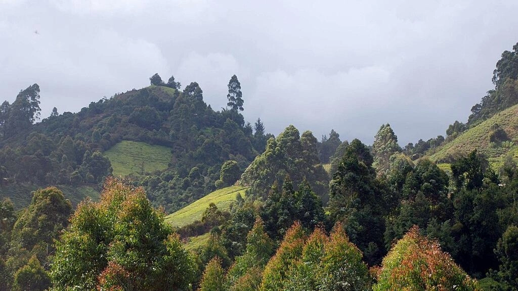 The hills of Murang'a County, Kenya / credit: COSV/CC 