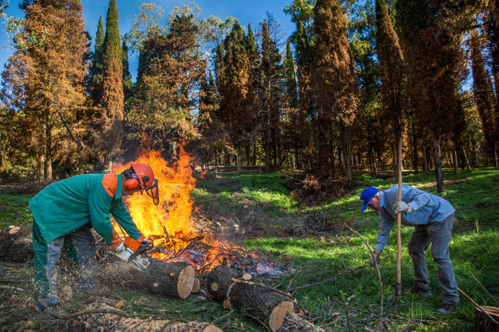 In the Scorace Forest, two forest guards cut down burned trees that pose a risk to passers-by / credit: Antonio Cascio