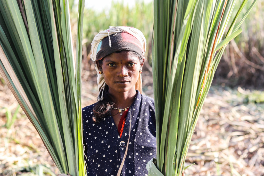 Sugarcane cutter Sarla Bhil said she started migrating to sugarcane fields for work only three years ago because of recurring climate disasters in her region, which are devastating crops / credit: Sanket Jain