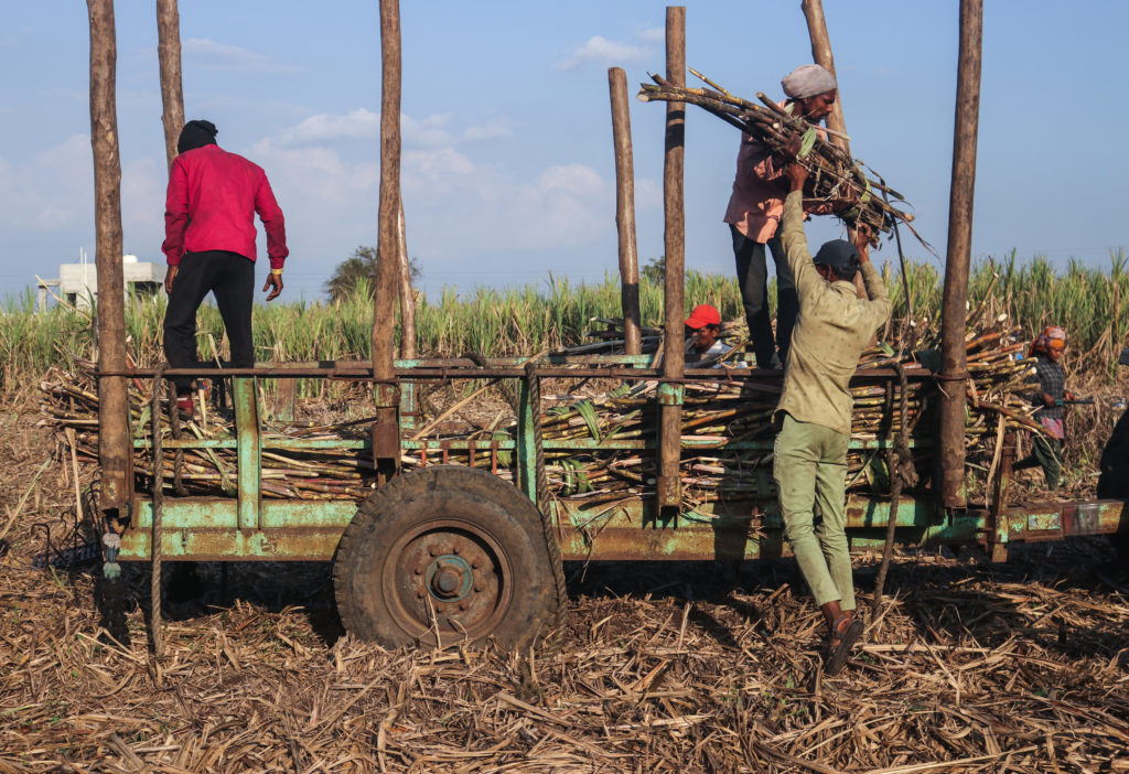 Loading sugarcane on a tractor is risky because the slippery sugarcane fields of western Maharashtra almost lead to imbalance, and many workers have reported fractures in the past / credit: Sanket Jain