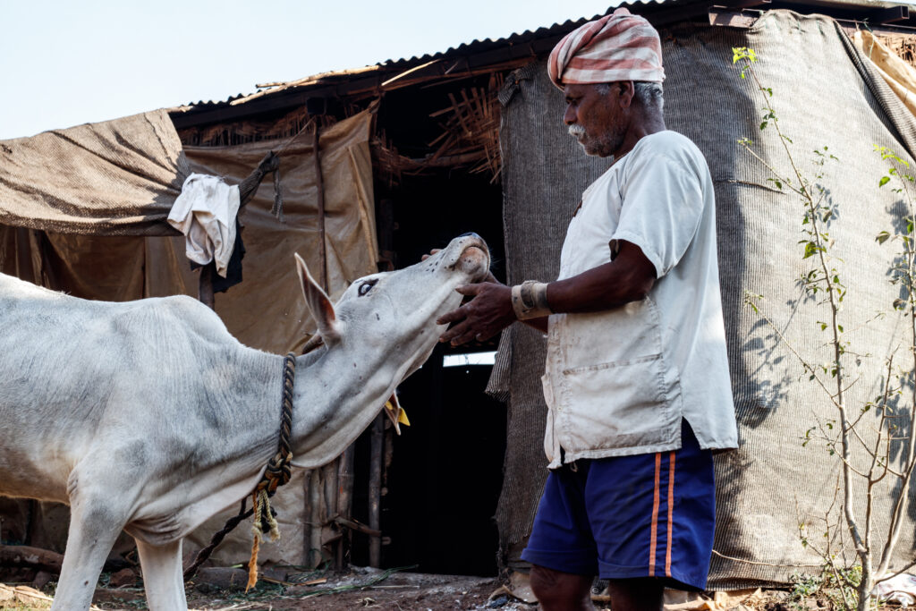 Vishnu Kumbhar and his wife, Sarasvati, spent almost 16 hours a day looking after their cow and the bull calf infected by Lumpy / credit: Sanket Jain