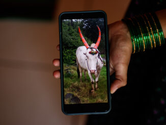 Pandurang Khondre’s daughter-in-law shows a photo on her smartphone of their late ox, Khandya, who succumbed to Lumpy skin disease / credit: Sanket Jain
