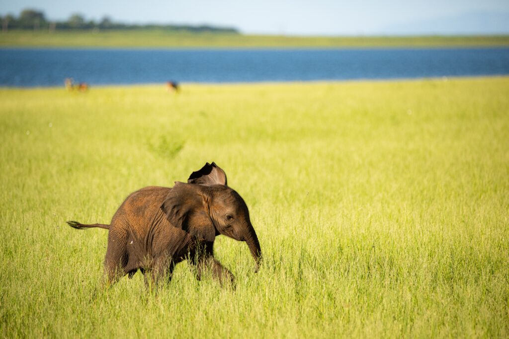 A baby elephant near Lake Kariba / credit: Photo by Birger Strahl on Unsplash