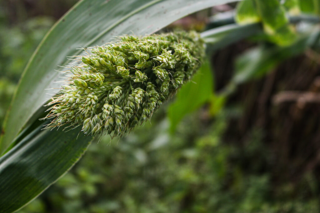 A 4-month-old kar jondhala panicle. A panicle is a loose branching cluster of flowers / credit: Sanket Jain